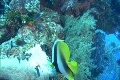 水中　珊瑚礁の魚たち