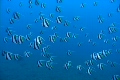 水中　珊瑚礁の魚たち