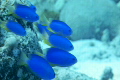 水中　珊瑚礁の魚たち