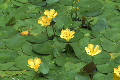 花FL01_017