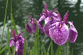 花菖蒲FL01_019