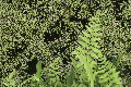水面と緑SP01_004