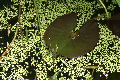 睡蓮の葉と水面SP01_005