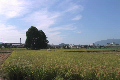 秋の収穫