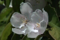 マルメロの花1