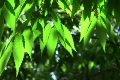 新緑