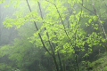 森に降る雨