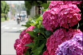 雨上がり紫陽花