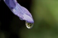 紫陽花_1