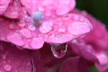 紫陽花_2