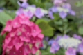 紫陽花_3
