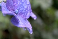紫陽花_4