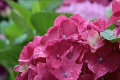 紫陽花_5