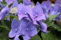 紫陽花_6
