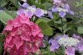 紫陽花と虫