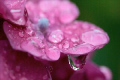 紫陽花_8