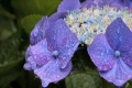 紫陽花_9