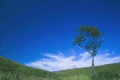 草原と青空と1本の木