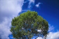 青空と雲と1本の木