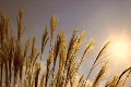 すすきと夕日
