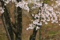 桜吹雪