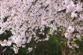 桜と雨