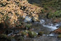紅葉と小川