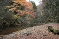 紅葉と小川