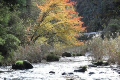 紅葉と小川