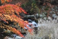 紅葉と小川