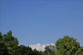 樹木の間に見える入道雲