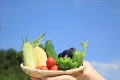 空背景の女性の手とザルに入れた夏野菜ズーム