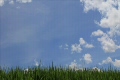 真夏の稲穂と青い空