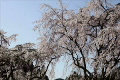 桜と青空