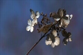 枯れたあじさいの花