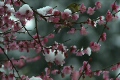 紅梅と雪