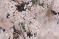 さくら02