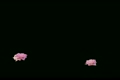 ピンクのバラのイメージ