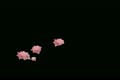 ピンクのバラのイメージ