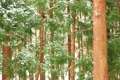 杉林から雪落ちる