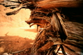 TRAVEL &amp; ENVIRONMENT
