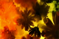 Hyper Nature 0401