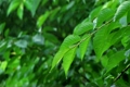 雨に打たれる広葉樹