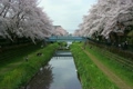 2011 東京の春　桜　野川