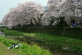 2011 東京の春　桜　野川