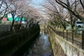 2011 東京の春　桜　仙川