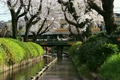 2011 東京の春　桜　宿河原