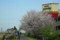 2011 東京の春　桜　多摩川