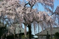 2011 東京の春　しだれ桜