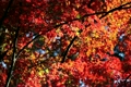 紅葉